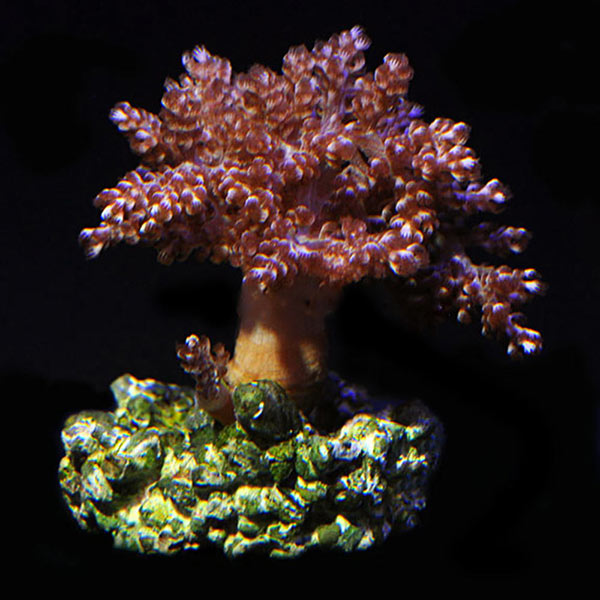 Aquacultured Assorted Soft Coral 5 Pack