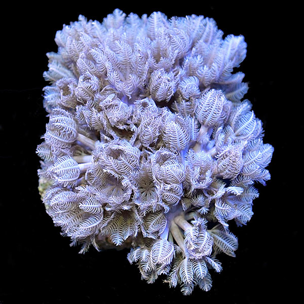Aquacultured Assorted Soft Coral 5 Pack