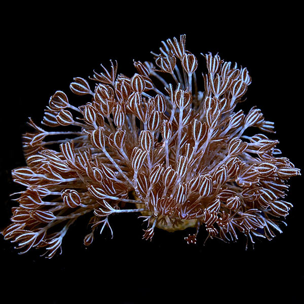 Aquacultured Assorted Soft Coral 5 Pack
