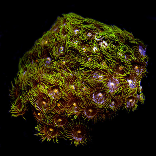 Aquacultured Assorted Soft Coral 5 Pack