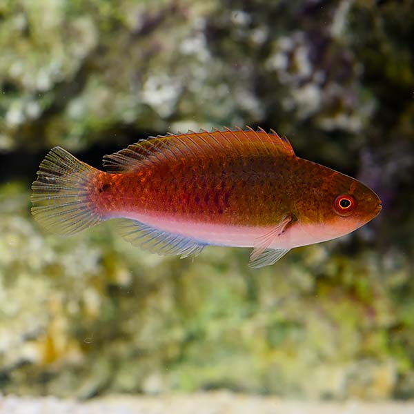 Ruby Head Fairy Wrasse