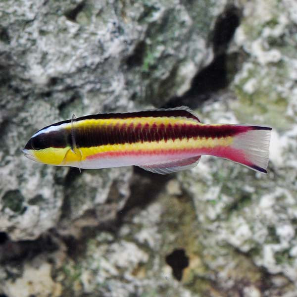 Paddlefin Wrasse
