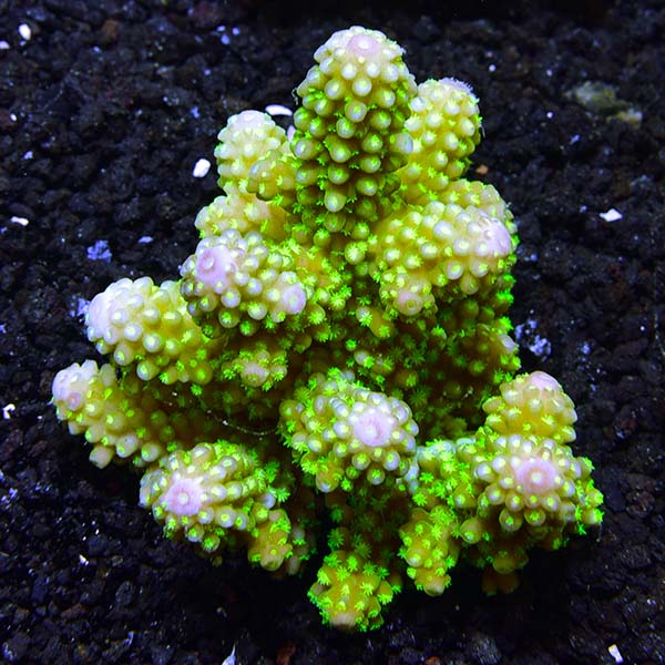 Bright Color Fiji Acropora Pack