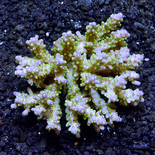 Bright Color Fiji Acropora Pack