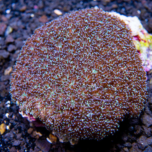 Tooth Coral