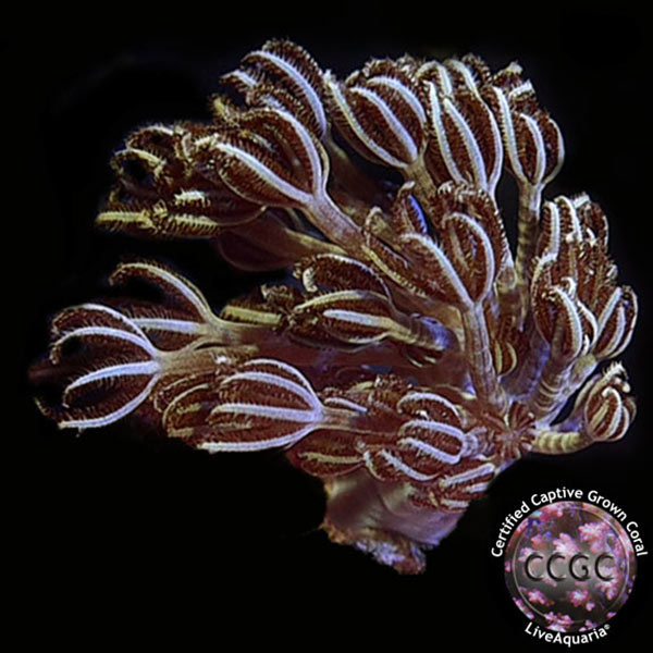 Drs. Foster & Smith Certified Soft Coral Frag 5 Pack - Aquacultured