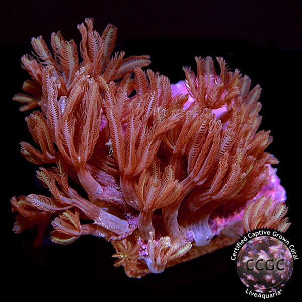 Drs. Foster & Smith Certified Soft Coral Frag 5 Pack - Aquacultured