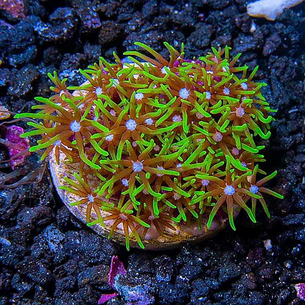 Drs. Foster & Smith Certified Soft Coral Frag 5 Pack - Aquacultured