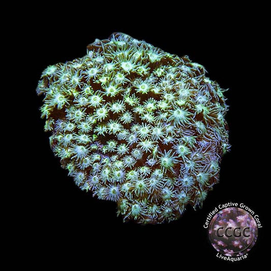 LiveAquaria® CCGC Aquacultured Coral Frag 3 Pack, Blast