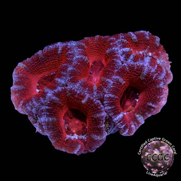 LiveAquaria® CCGC Aquacultured Aussie Lord Frag 3 Pack