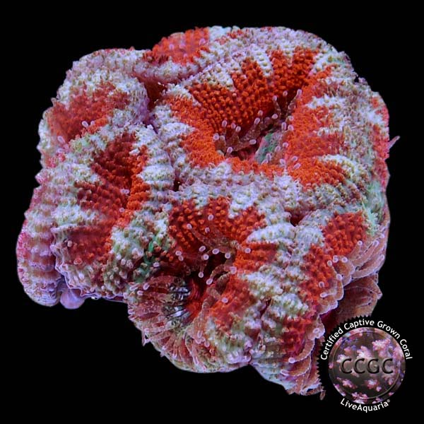 LiveAquaria® CCGC Aquacultured Aussie Lord Frag 3 Pack