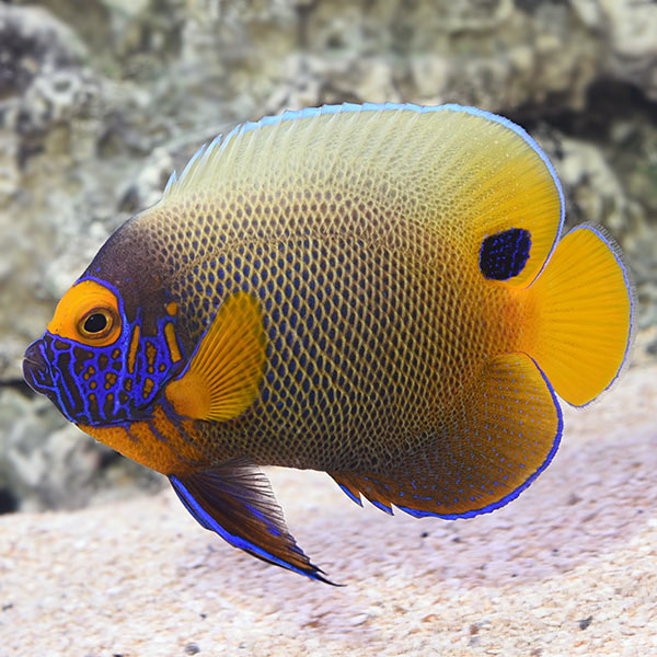Blueface Angel (Adult)