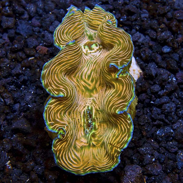 Aquacultured Derasa Clam