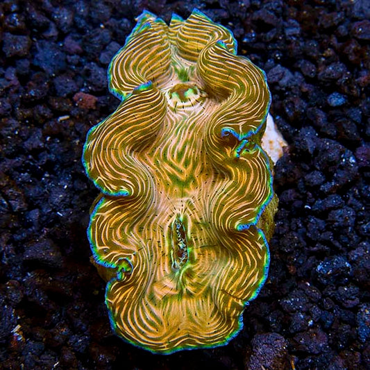 Aquacultured Derasa Clam