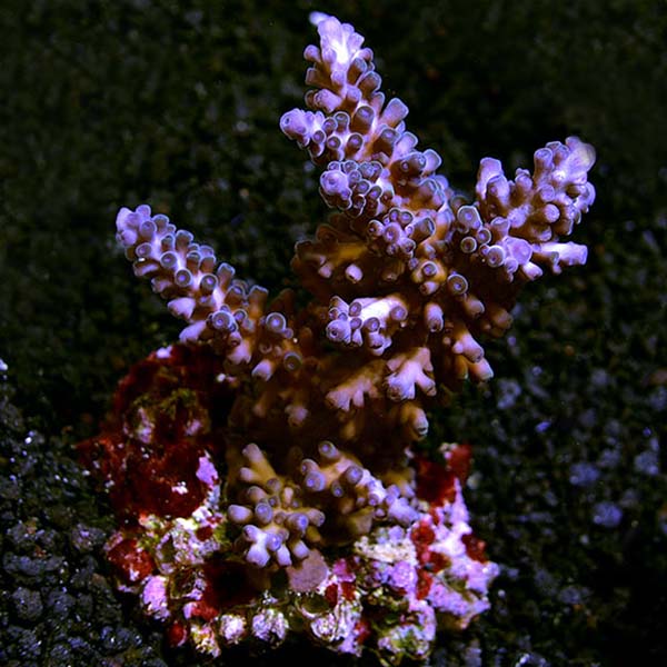 Maricultured Acropora Pack