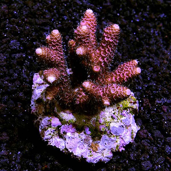 Maricultured Acropora Pack