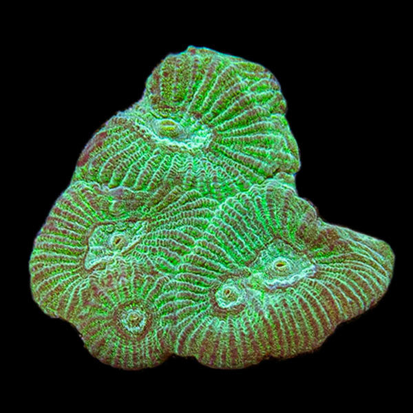 Premium Aquacultured Brain Coral Packs