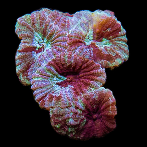 Premium Aquacultured Brain Coral Packs