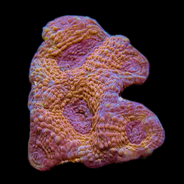 Premium Aquacultured Brain Coral Packs