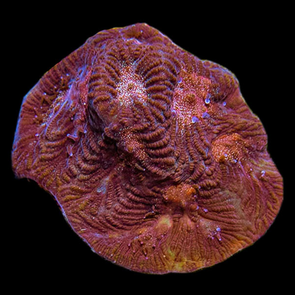 Premium Aquacultured Brain Coral Packs