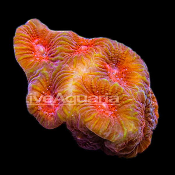 Premium Aquacultured Brain Coral Packs