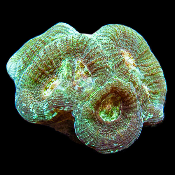 Premium Aquacultured Brain Coral Packs