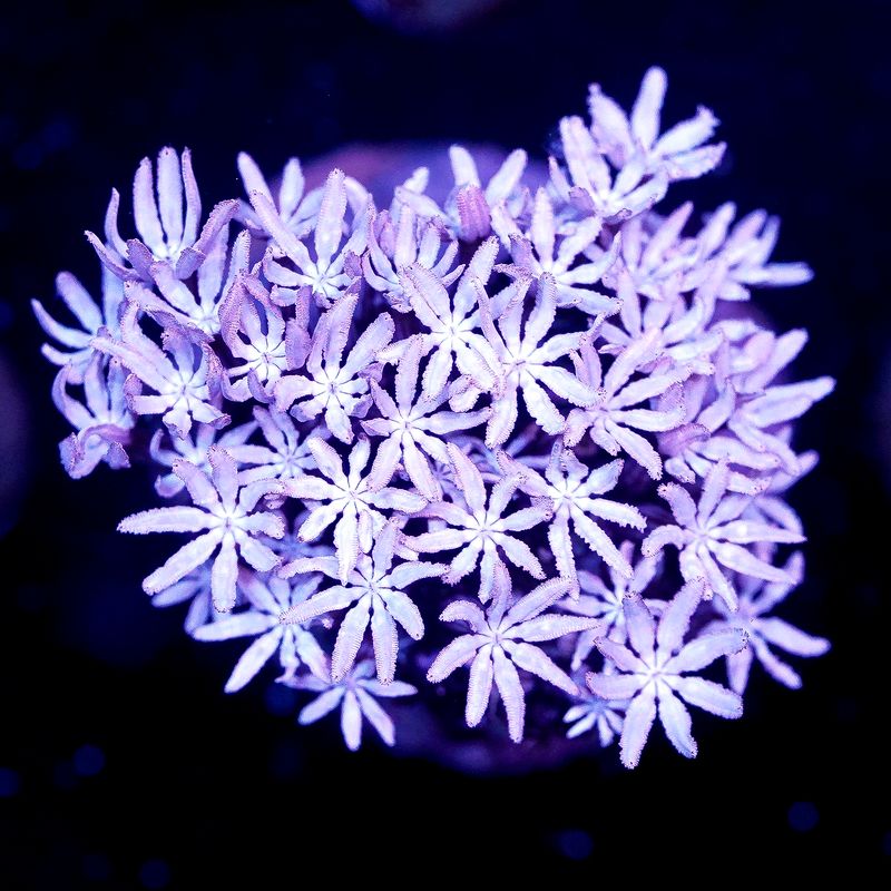 Pipe Organ Coral Frag - Almost WYSIWYG