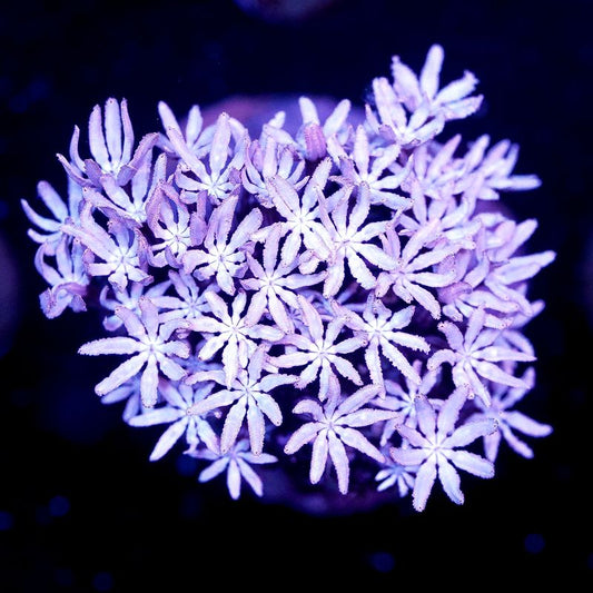 Pipe Organ Coral Frag