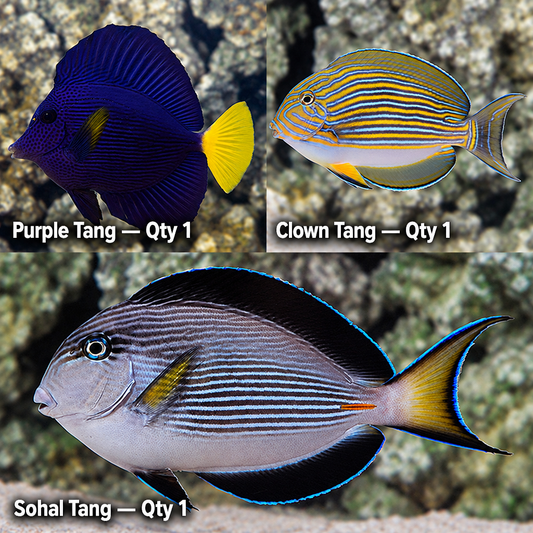 Tang Fanatics-01