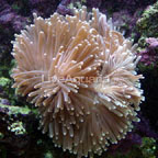 Ritteri Anemone EXPERT ONLY – LiveAquaria