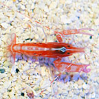 Curly-Que Snapping Shrimp : Saltwater Aquarium Invertebrates – LiveAquaria