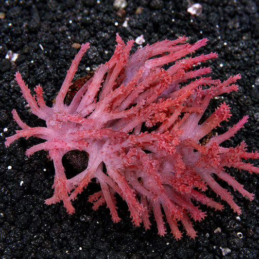Paralemnalia Tree Coral