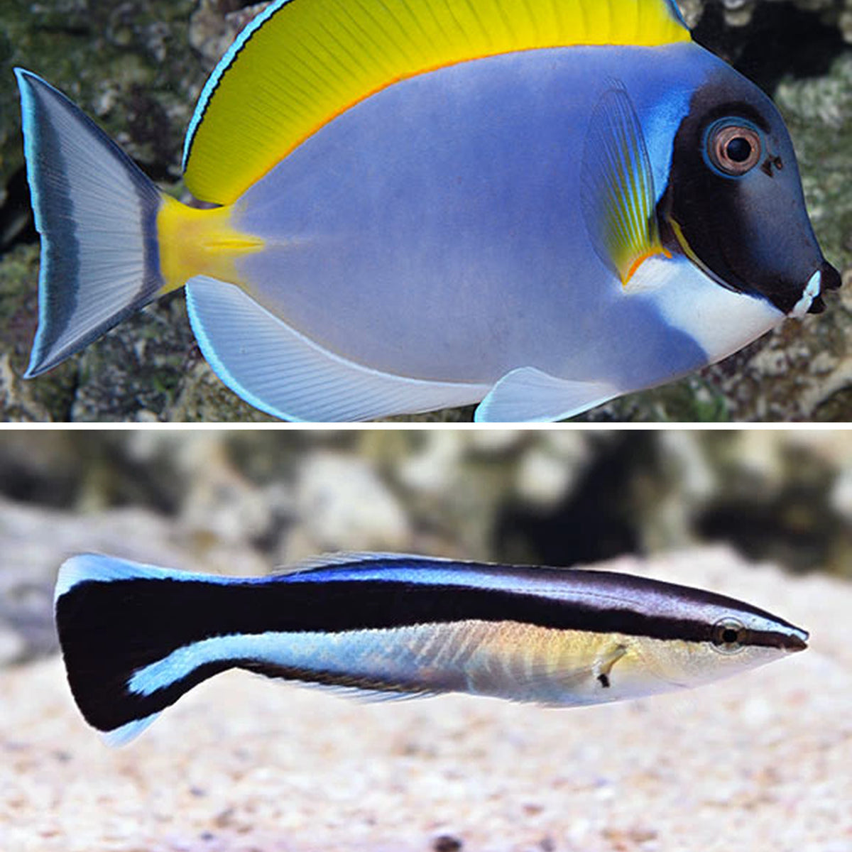 One Powder Blue Tang and Two Cleaner Wrasses
