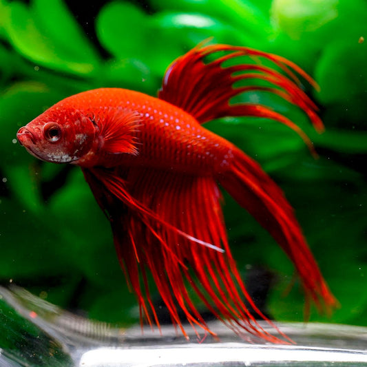 Veil Tail Betta Male - All Red