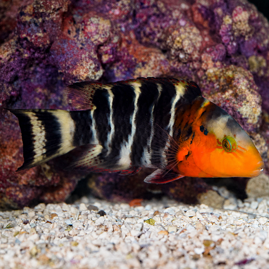 Red Breast Wrasse 7" WYSIWYG