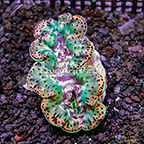 Clams
