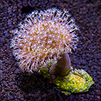 Aquacultured Corals
