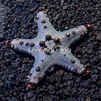 Inverts