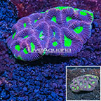 LPS Corals