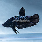 Betta Fish
