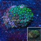 Polyp, Mushroom, and Soft Corals