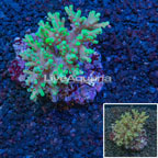 Maricultured Corals