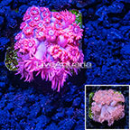 Aquacultured Corals
