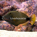 Marine Fish