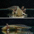 Freshwater