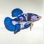 Betta Fish
