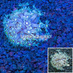 LPS Corals