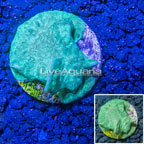 Aquacultured Corals