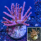 Maricultured Corals