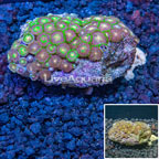 Polyp, Mushroom, and Soft Corals